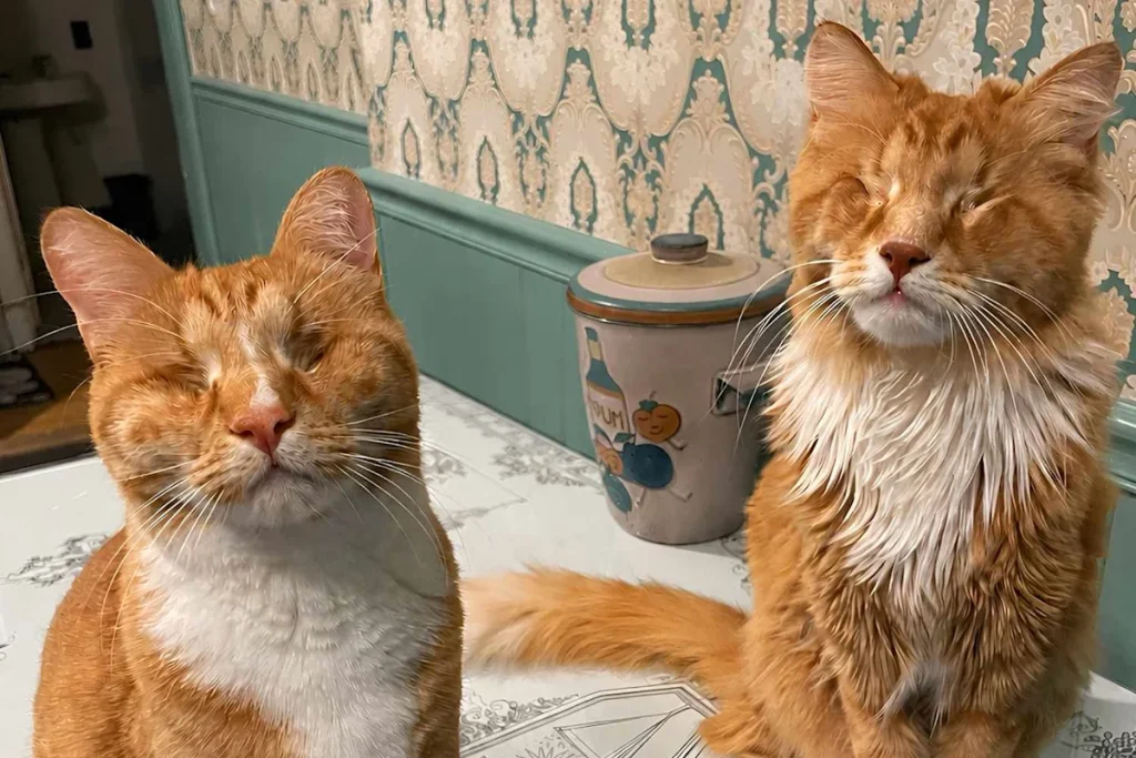 Two Long-Legged Shelter Cats Are the First Confirmed Cases of Marfan Syndrome in Felines