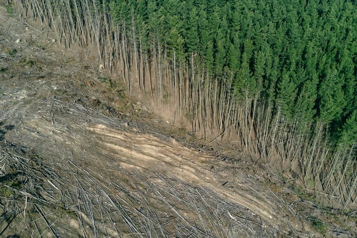 Forgotten 30-Year Forest Experiment Shows Thinned Trees Grew Giant