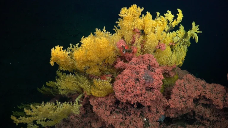 Golden Coral From Deep Off Costa Rica Is So Odd It Gets Its Own Family