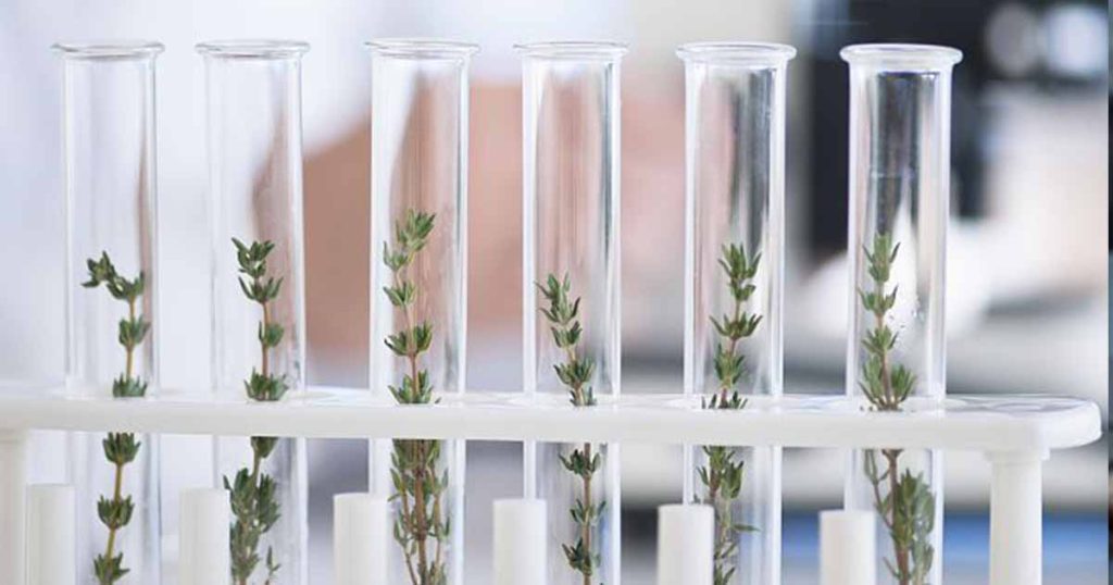 Mediterranean Rockrose Extract Kills Skin-Infection Fungi in Lab Tests