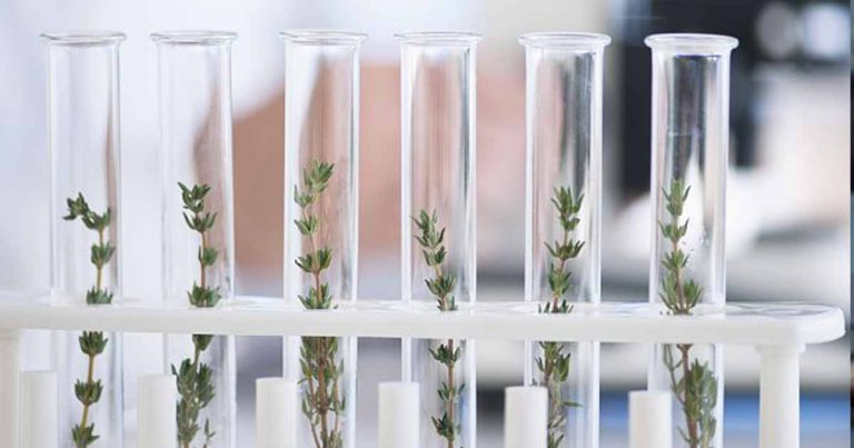 Mediterranean Rockrose Extract Kills Skin-Infection Fungi in Lab Tests